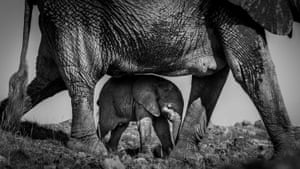 Under a mother’s guidance – Amboseli national park, Kenya: silver in black and white category