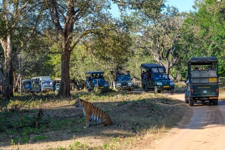 A tiger sits under a tree while six green Landcruisers and a minibus full of tourists sit on a road next to it