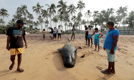 People look at a dead pilot whale in Panadura, Sri Lanka, on 3 November.