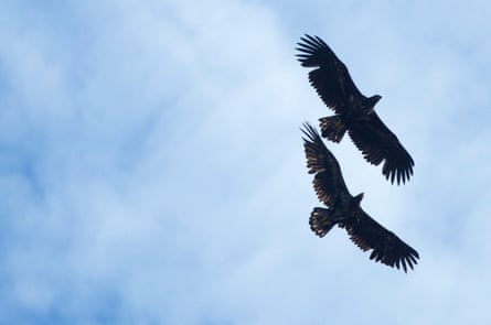 Golden eagles.