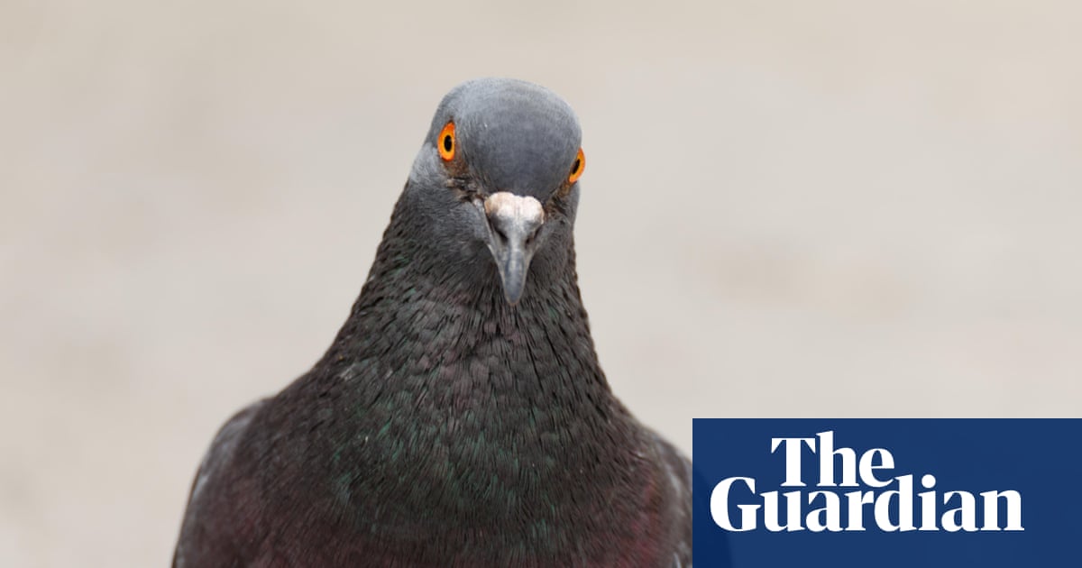 Rome woman banned from feeding birds amid neighbours’ pigeon ‘hell’
