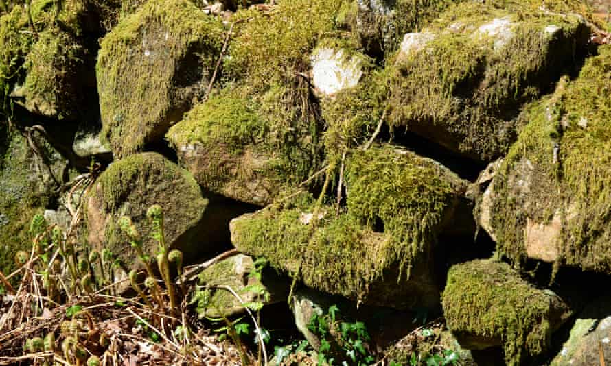 Moss-covered rocks in the hedge bank