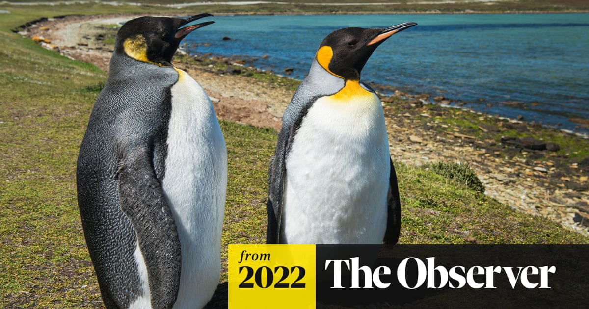 ‘Partying with penguins’: joy as Falklands town wins coveted city status to mark the Queen’s jubilee