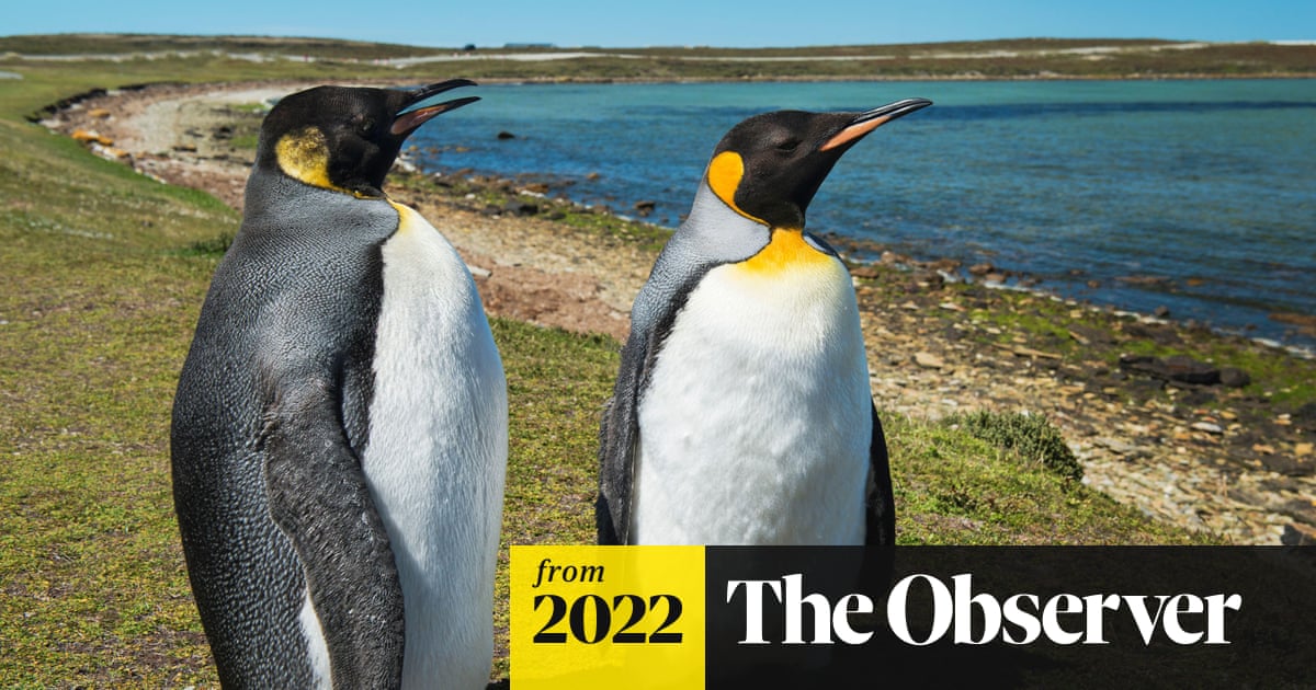 ‘Partying with penguins’: joy as Falklands town wins coveted city status to mark the Queen’s jubilee