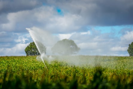 Maize is watered in a field