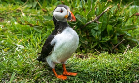 A close up of a single Puffin standing in the grass on Inner Farne Island