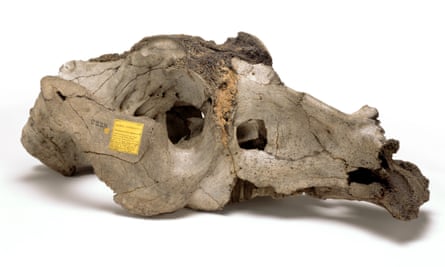 The skull of a Toxodon platensis - a distant relative of the rhinoceros - which Darwin found propped up against a fence in a Uruguayan farmer’s yard.