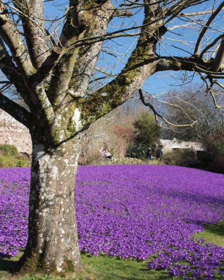 Crocuses at Wallington Hall.
