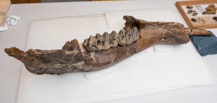 The excavated jaw.