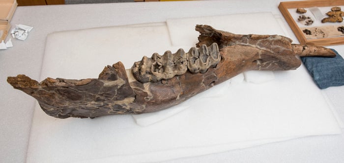 How a newly-discovered mastodon jaw became a mammoth mystery | Palaeontology | The Guardian