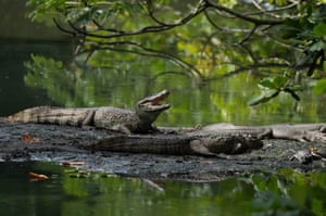 Jacarés-do-papo-amarelo jazem na margem de uma sub-bacia poluída do Canal das Tachas, no bairro do Recreio dos Bandeirantes, no Rio de Janeiro, Brasil. Milhares de jacarés, que vivem em lagoas adjacentes ao que já foi o Campo de Golfe Olímpico, são monitorados de perto por cientistas, que esperam proteger seus números e encorajar os moradores locais a serem ambientalmente conscientes sobre viver ao lado deles
