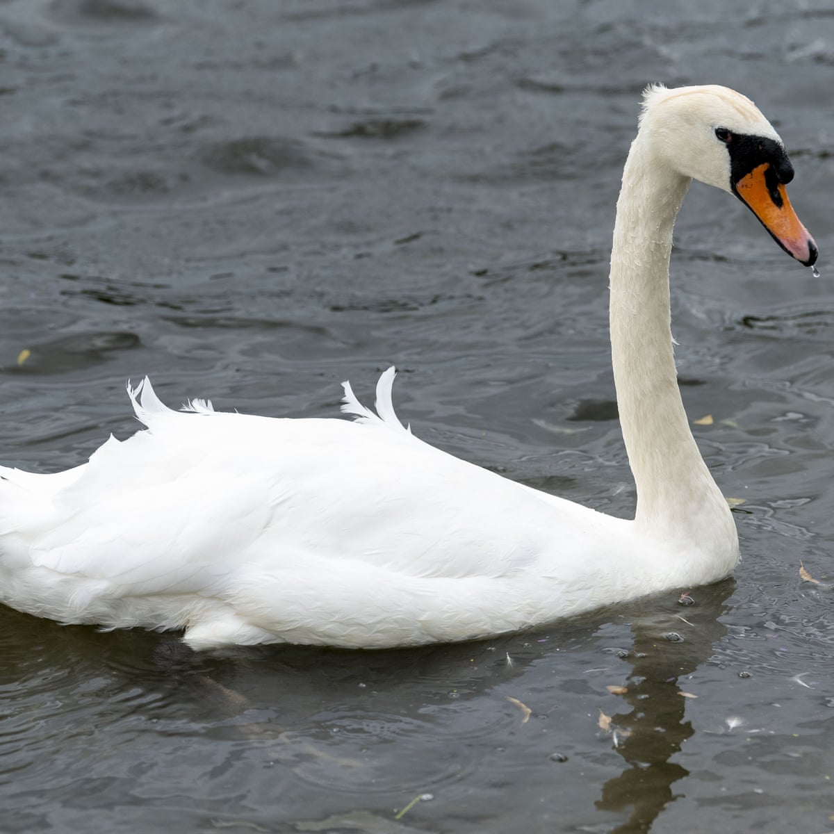 Bird Flu Fears Grow After Spate Of Mysterious Uk Swan Deaths Bird Flu The Guardian