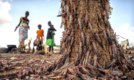 Desert locusts swarm over a tree in Isiolo county, Kenya, in an outbreak threatening crops across parts of Africa.