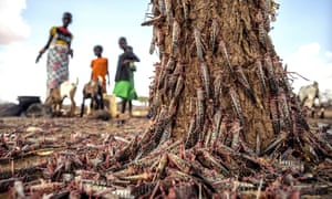 Desert locusts in Kipsing