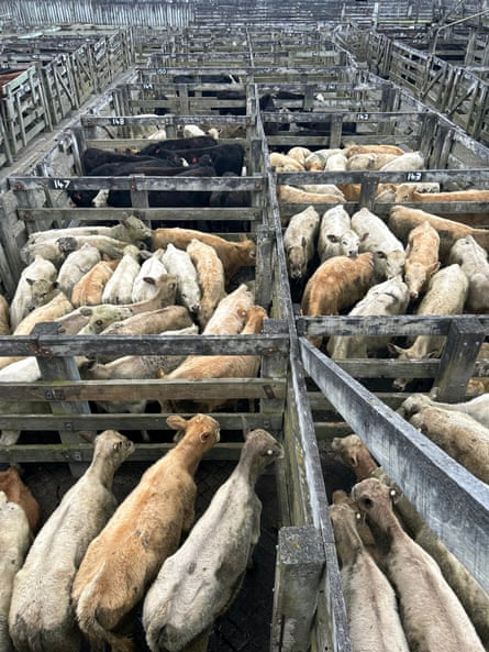 Cattle for auction at the sale yards in Feilding, new Zealand.