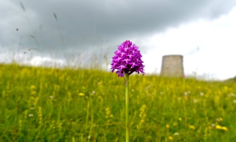 Pyramidal orchid on Windmill hill