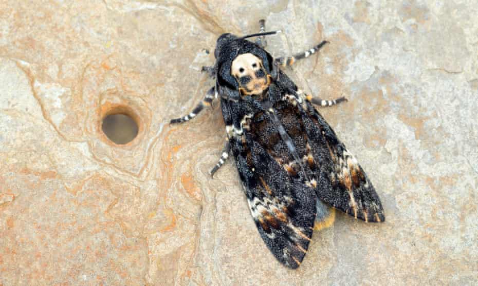 Death's head hawkmoth