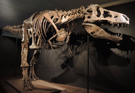 a dinosaur fossil