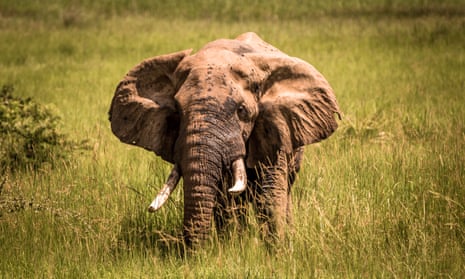 An elephant at Murchison Falls National Park in Uganda