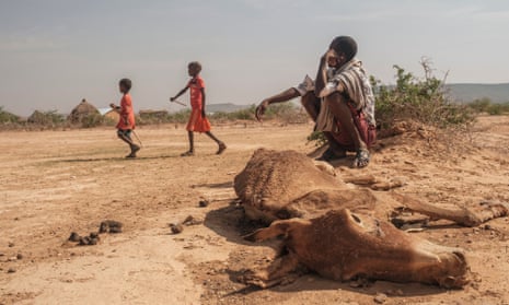 A man sits next to the carcass of a dead cow in the village of Hargududo, Ethiopia