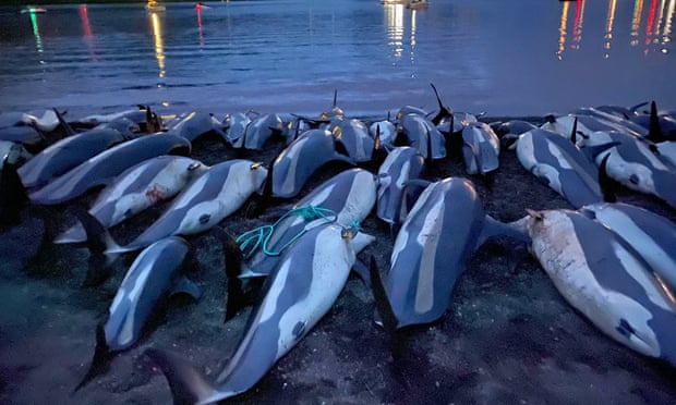 Dozens of dolphin carcasses lie on a beach