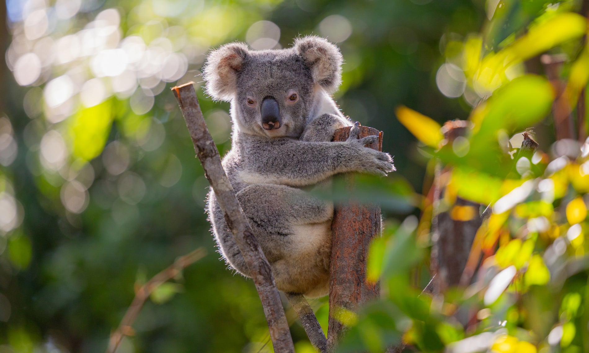 More than half of koalas relocated to NSW forest died in failed government attempt at reintroduction More than half of koalas relocated to NSW forest died in failed government attempt at reintroduction