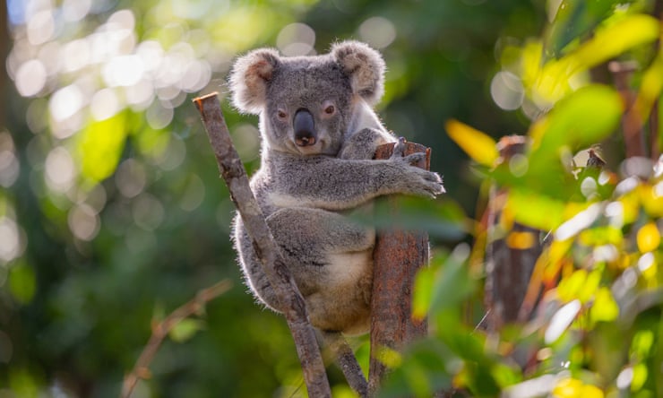 Chlamydia detected in Sydney’s only disease-free koala population Chlamydia detected in Sydney’s only disease-free koala population