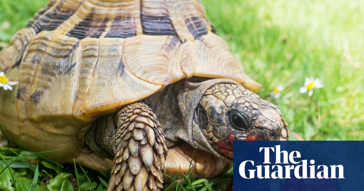 Be careful what you feed your tortoise | Brief letters