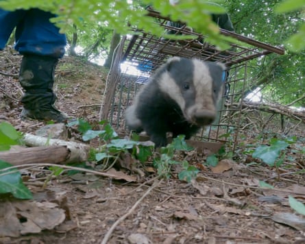 A closeup image of a badger leaving a cage