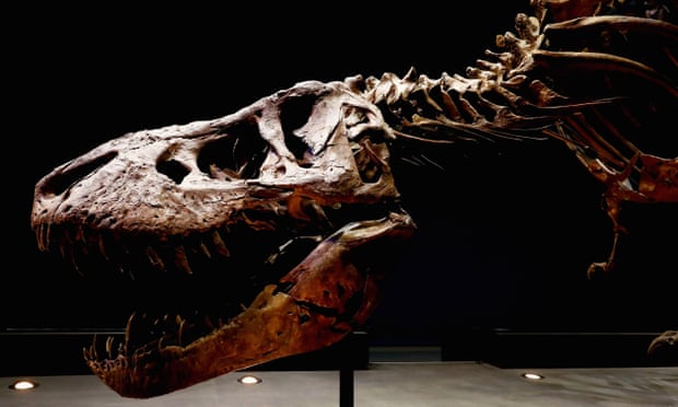 Fierce competition … a tyrannosaurus rex skeleton excavated in Montana, US.