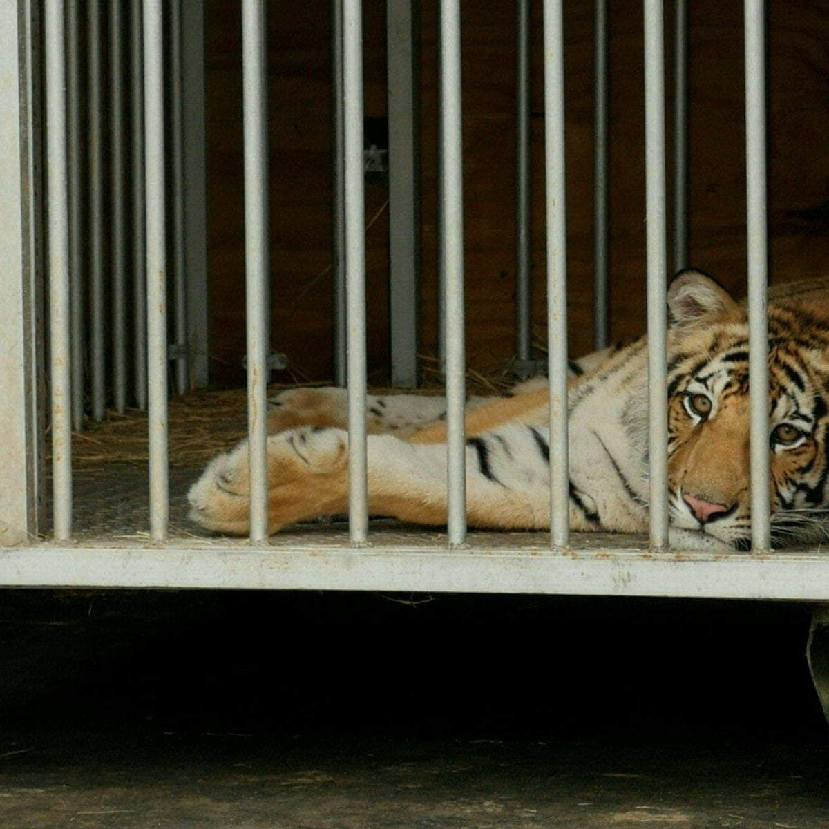 Biden expected to sign law ending Tiger King-style big cat ownership | US  news | The Guardian