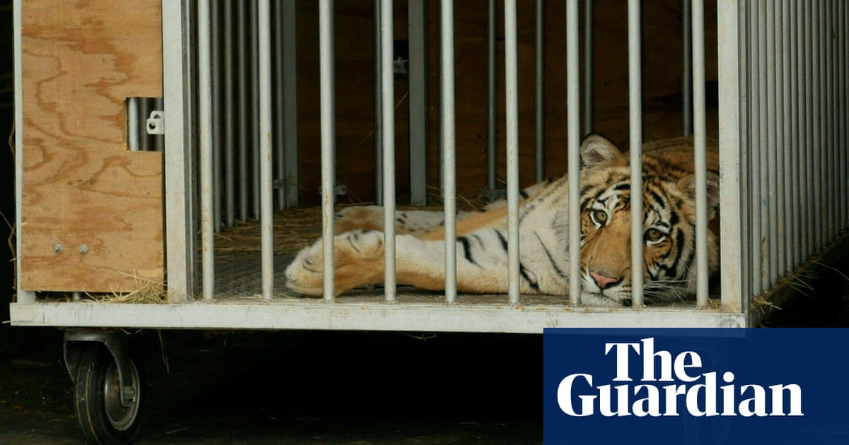 How did America end up with the world's largest tiger population? | Animal  welfare | The Guardian