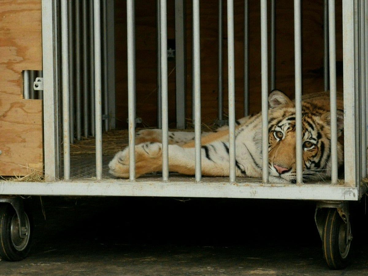 How did America end up with the world's largest tiger population? | Animal  welfare | The Guardian
