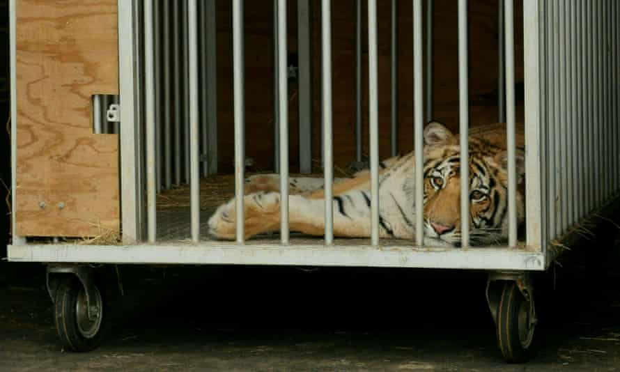 A nine-month-old Bengal tiger, which was seen roaming the lawns of suburban Houston, in a cage after being captured by authorities in May 2021.