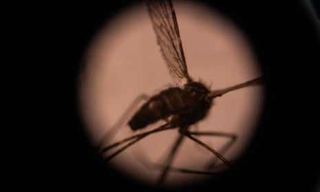 A mosquito seen through a microscope in the entomology laboratory at the Burkina Faso’s national centre for research and training in Ouagadougou.