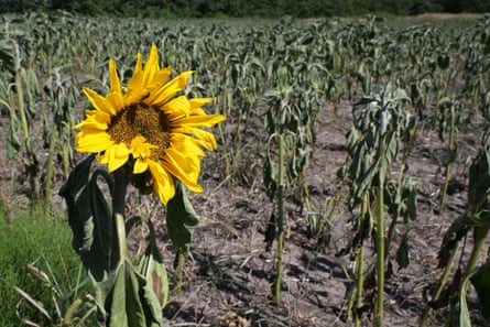 A solitary sunflower blooms in a field of failed crops