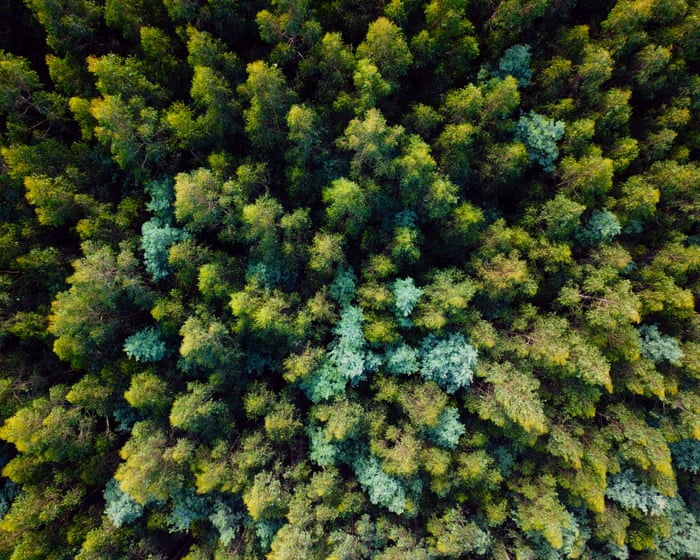 Victoria’s mountain ash forests could lose a quarter of ‘giant’ trees as temperatures rise