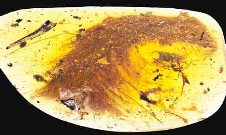 This photograph shows the tip of a preserved dinosaur tail section.