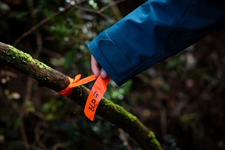 An orange nest tag attached to a tree branch