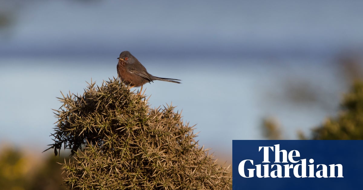 Dartford warblers on the Dorset oilfields | Brief letters