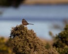 Dartford warblers on the Dorset oilfields | Brief letters