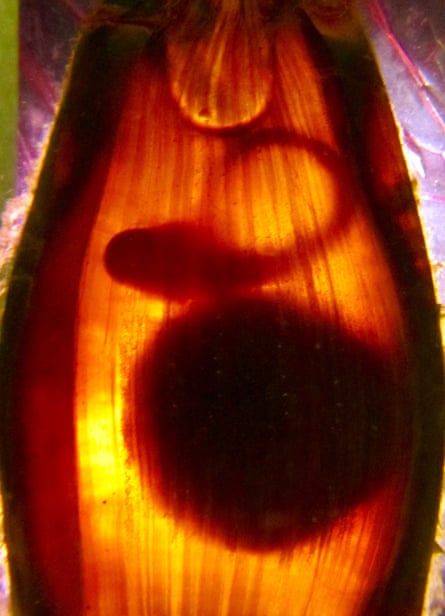 A shark embryo with a light shining behind it.