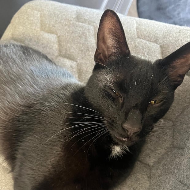 A black and grey cat lying on a white carpet