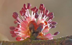 A single wych elm inflorescence, with its crimson stamens