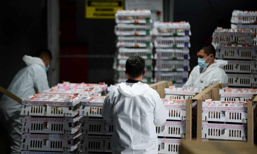 Customs workers organize boxes containing roses to be exported for Valentine’s Day in Bogotá, Colombia.