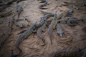 A group of Orinoco crocodile hatchlings are seen before their release into the wild at the Capanaparo River, at the Terepaima Ranch near Elorza, in Apure State, Venezuela. For decades, theCrocodile Specialist Group have been raising younglings of the critically endangered species in captivity in a race against time to avoid its extinction, as fewer than 100 Orinoco crocodiles remain in the wild. Decades of poaching for leather has pushed the Orinoco crocodile to the brink, and now struggling Venezuelans who hunt the animals for meat and take their eggs for food threaten to deal the final blow