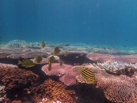 bleaching at the Keppel islands, near Rockhampton
