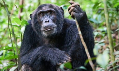 HIV spread from chimpanzees and gorillas that were slaughtered for bushmeat in west Africa.