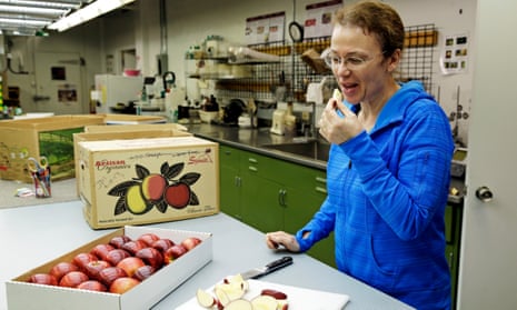 U of M researchers find the 'parents' of the Honeycrisp apple
