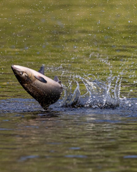 A salmon leaping out of a river